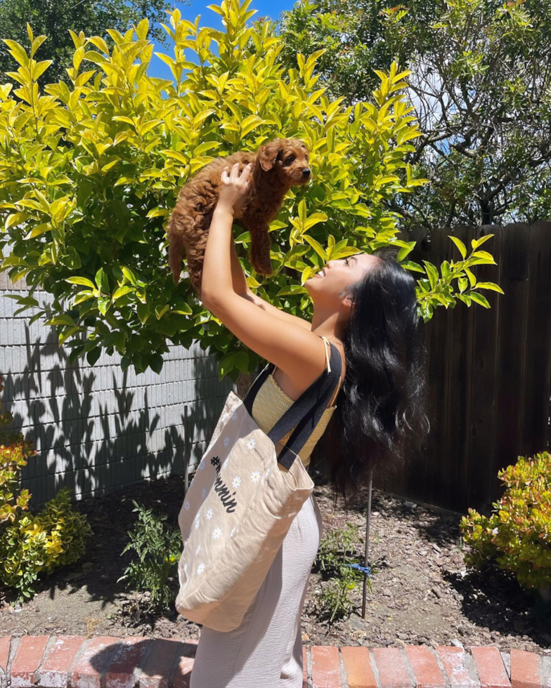 Mini Goldendoodle Being Cute