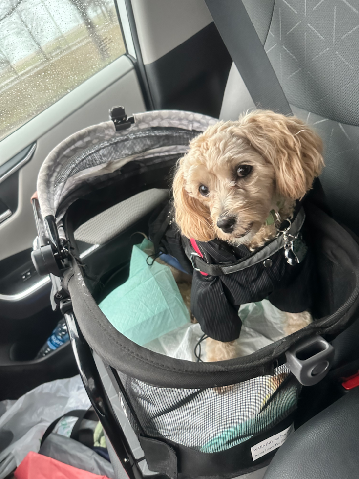 Smart Maltipoo Poodle Mix Pup