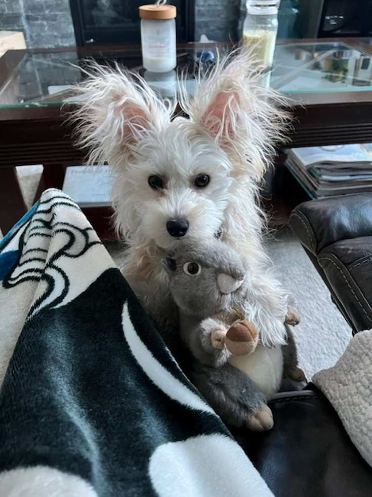 Friendly Yorkie Chon Pup in