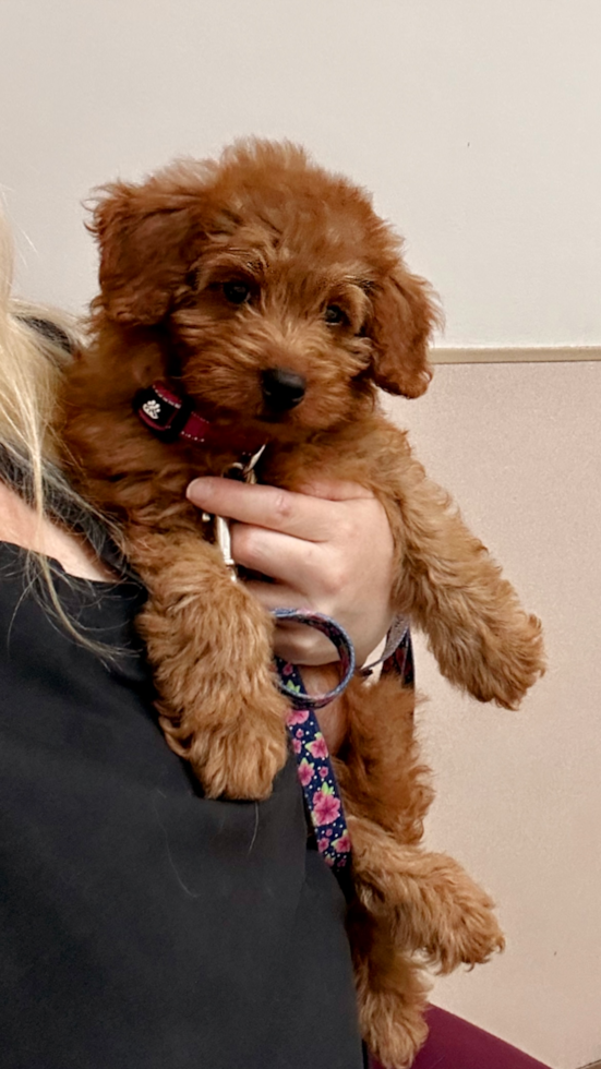 Playful Golden Retriever Poodle Mix Pup