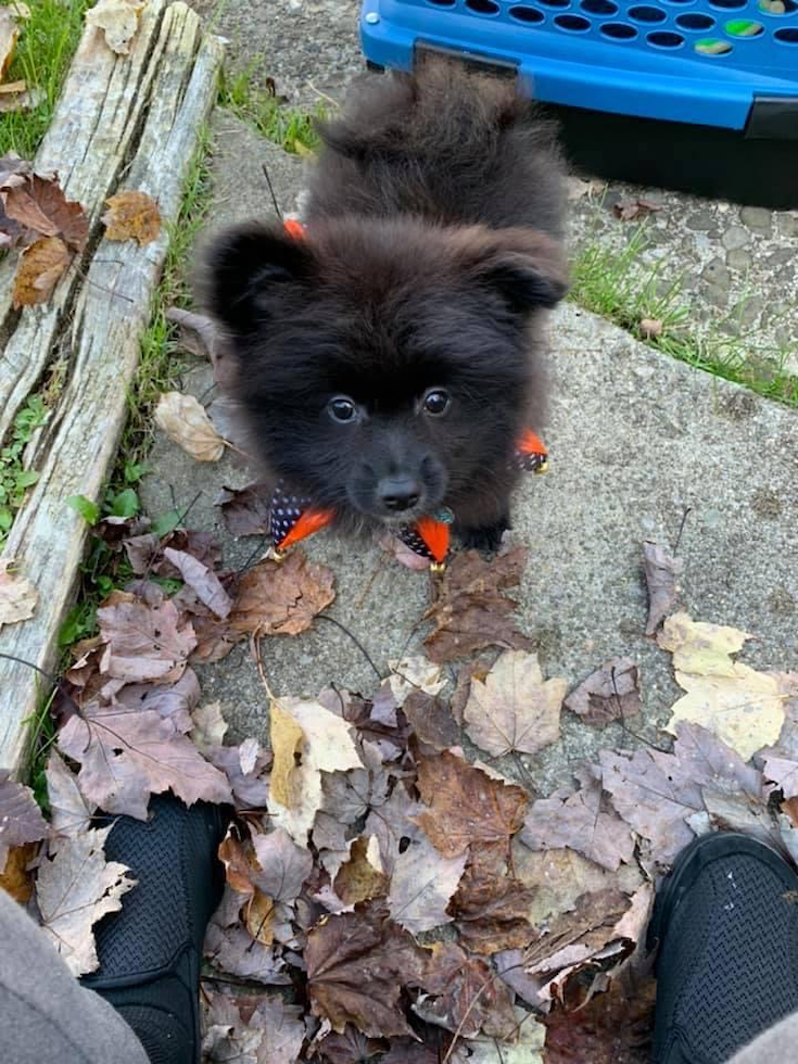 Hypoallergenic Pomeranian Purebred Pup