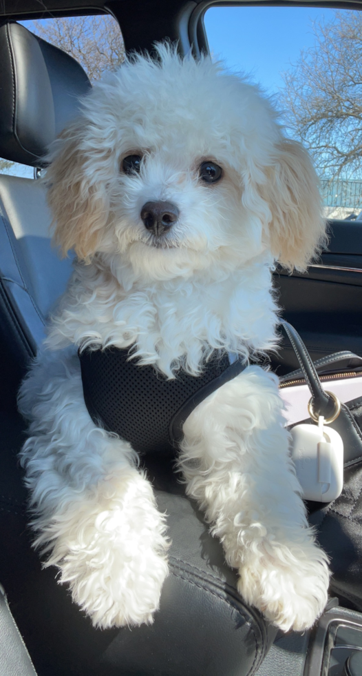 Friendly Poochon Pup in Rochester Hills MI