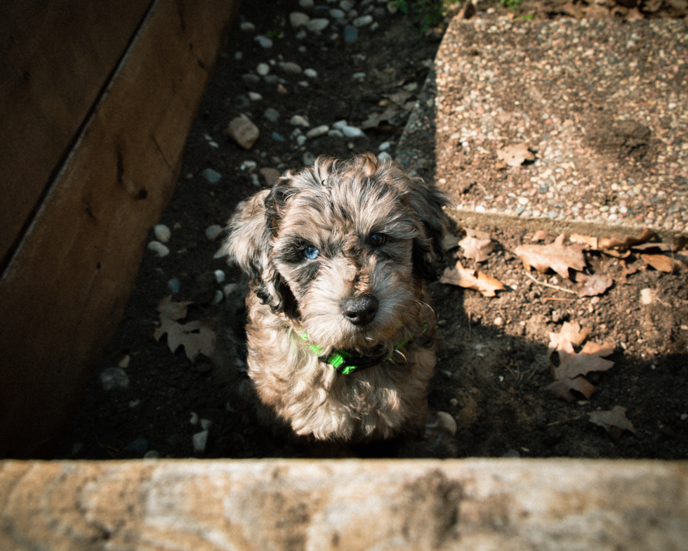 Playful Portuguese Water Dog Poodle Mix Pup