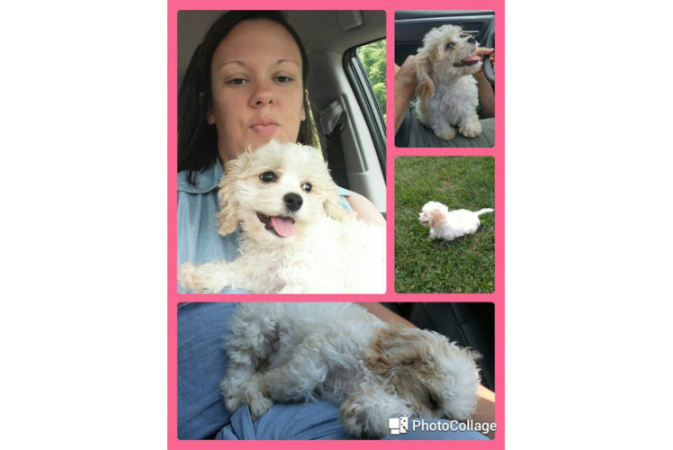 Petite Cavachon Designer Pup