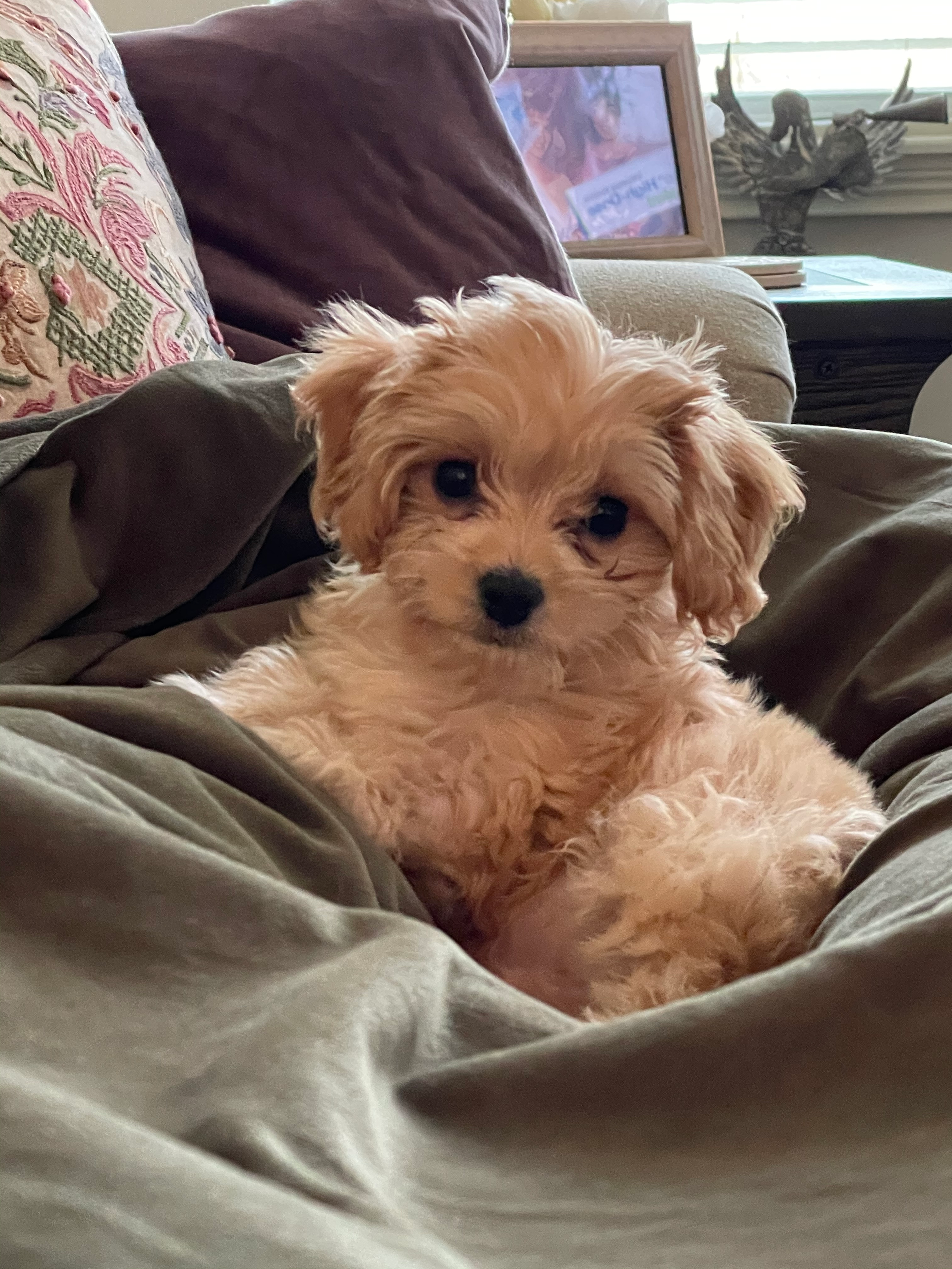 Smart Cavachon Designer Pup