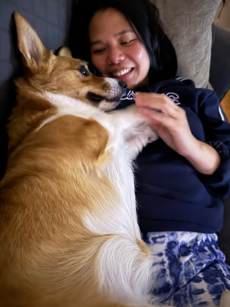 Popular Pembroke Welsh Corgi Pup