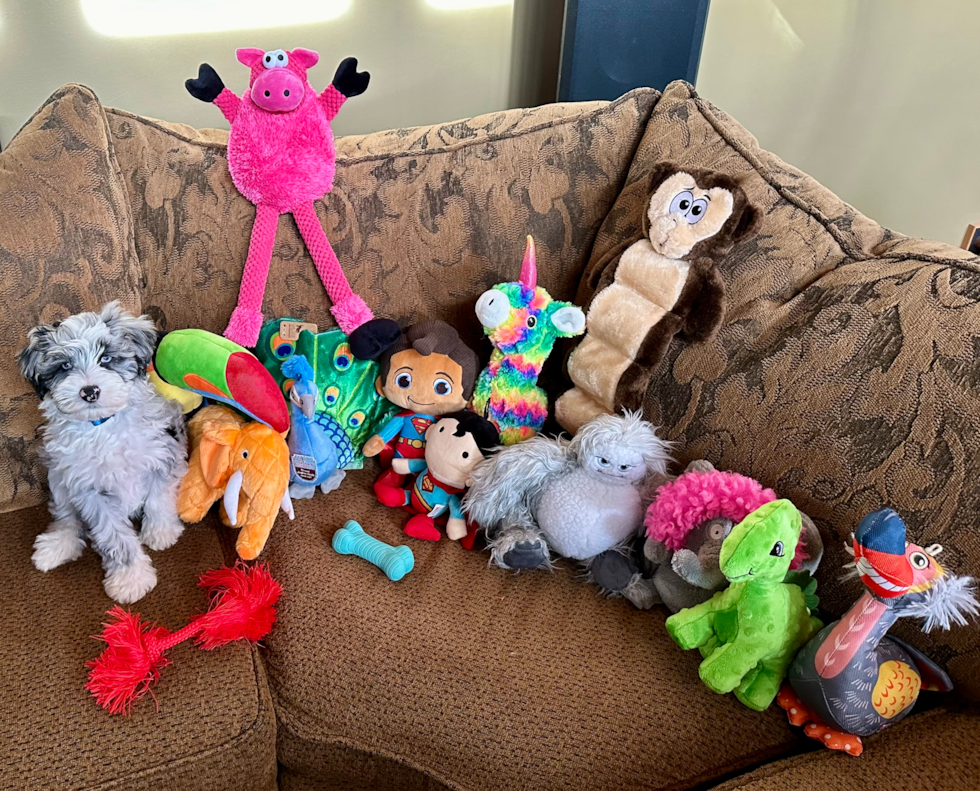 Happy Mini Sheepadoodle Pup in