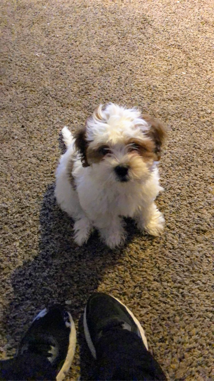 Energetic Shichon Designer Puppy