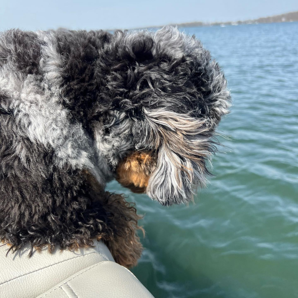 Friendly Mini Bernedoodle Pup