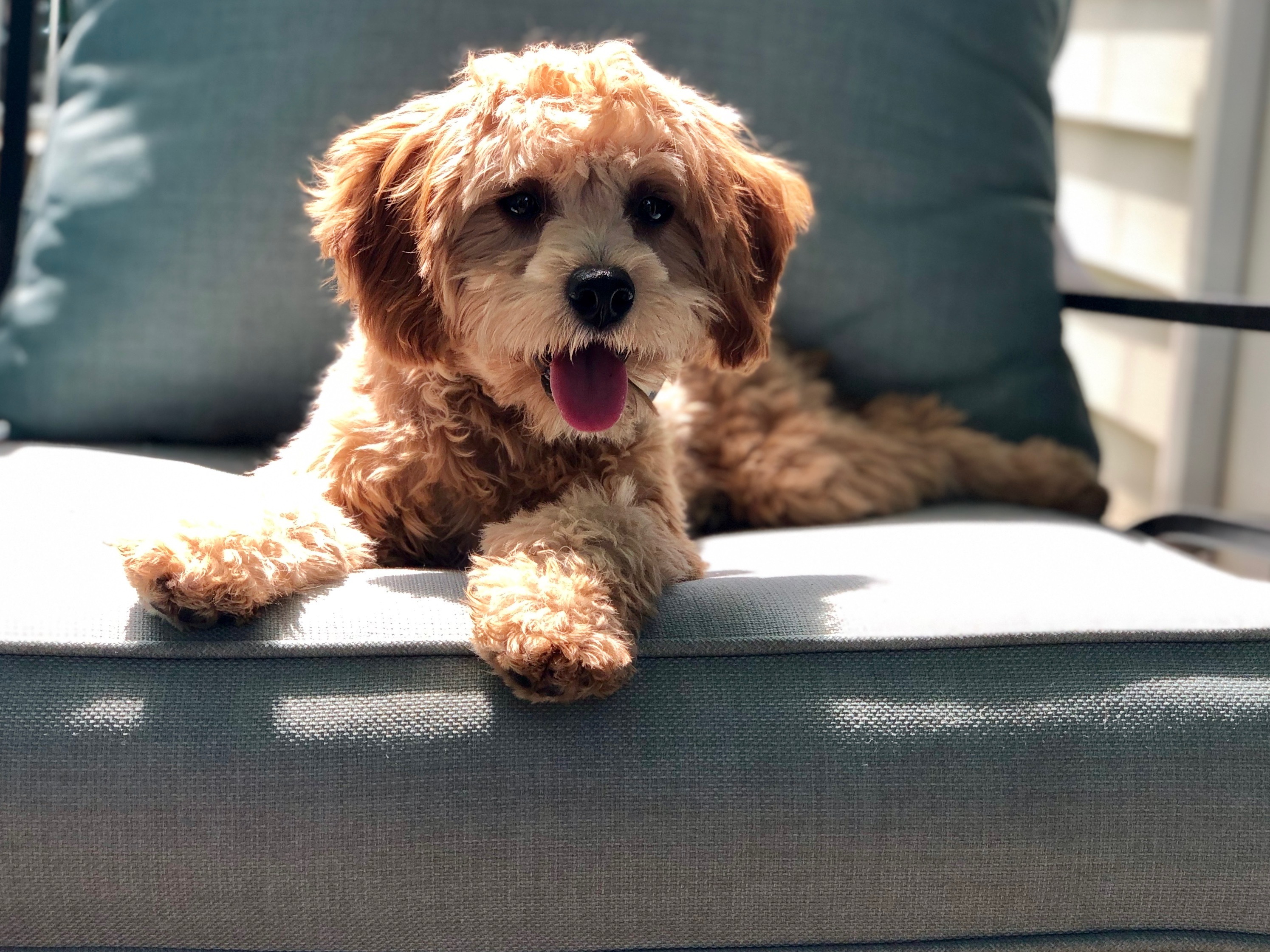 Little Cavoodle Poodle Mix Puppy
