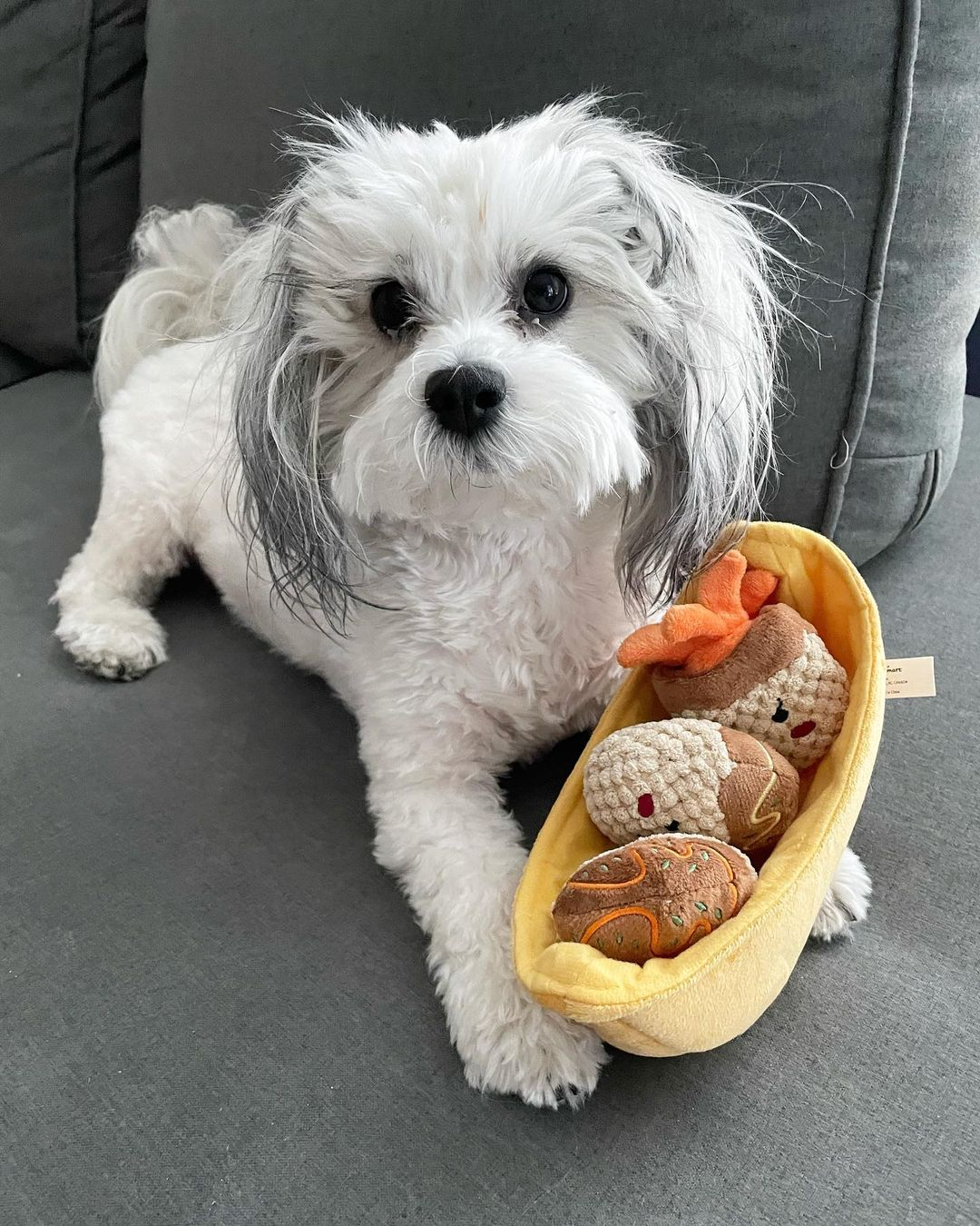 Teddy Bear Pup Being Cute