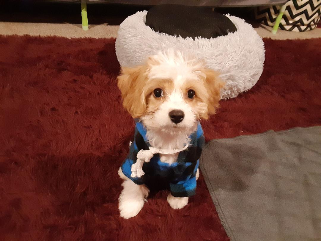 Friendly Cavachon Baby