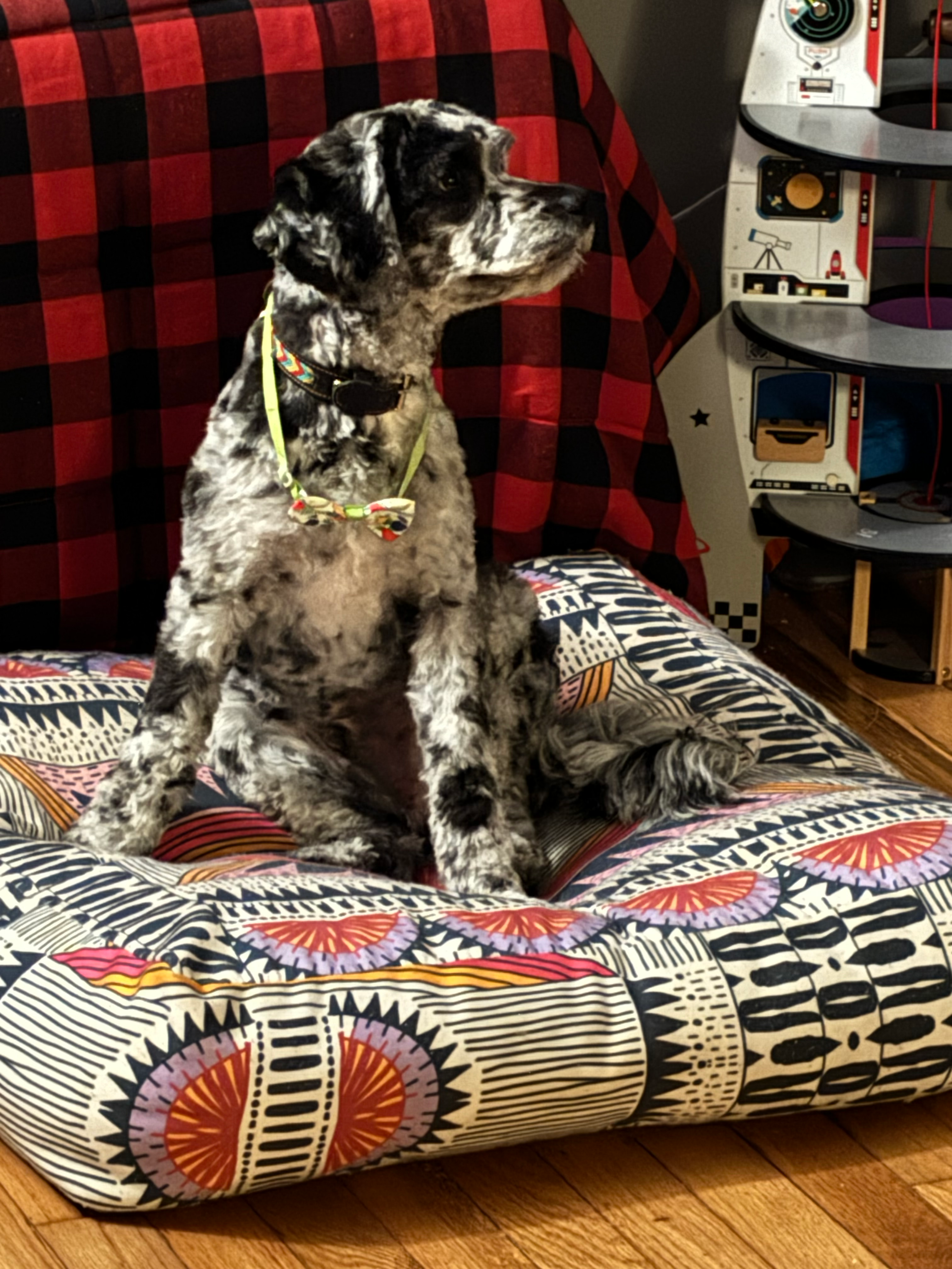 Best Cockapoo Baby