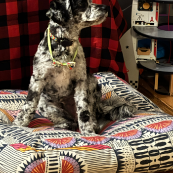 Sweet Cockapoo Pup in