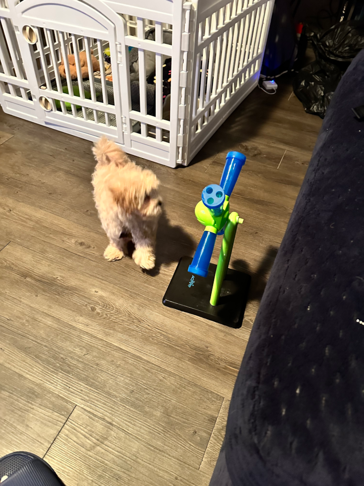 Hypoallergenic Maltese Poodle Poodle Mix Pup