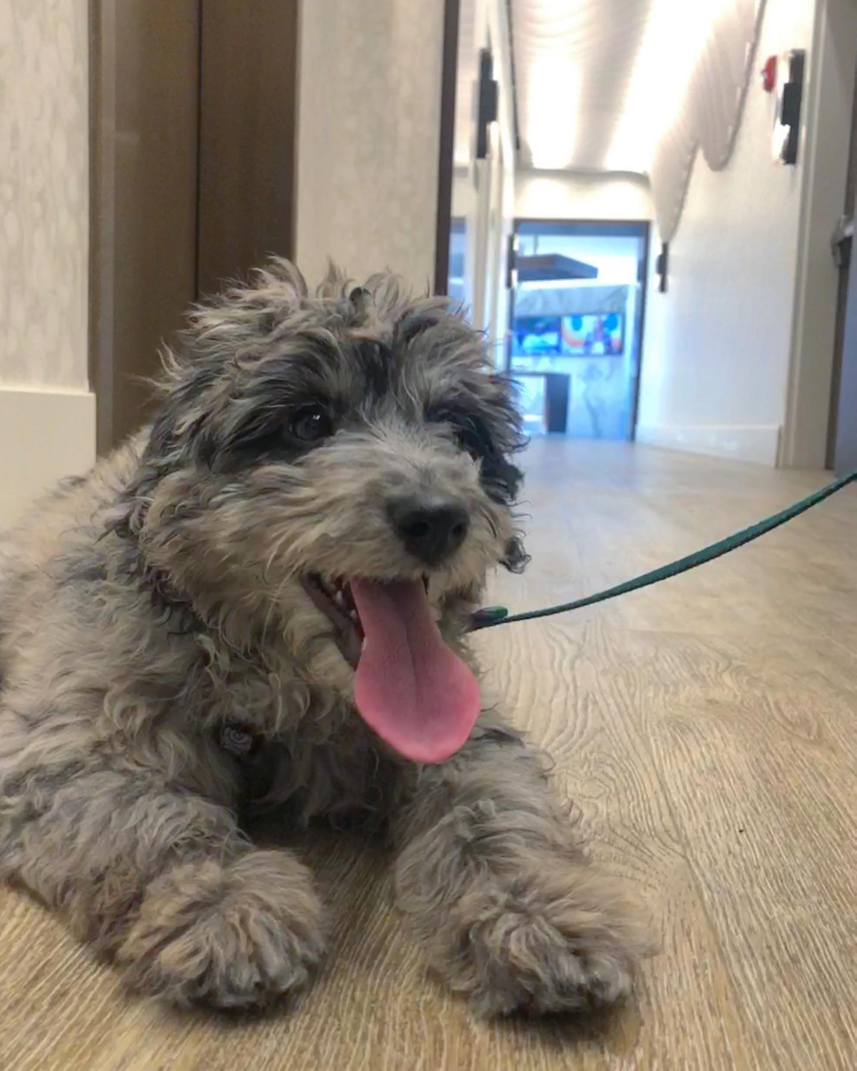 Friendly Mini Aussiedoodle Pup in Naperville IL