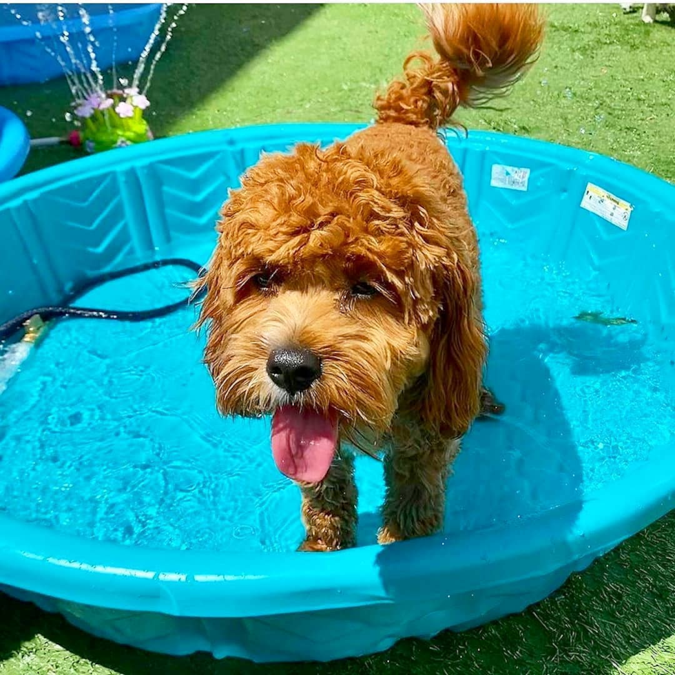 Saint Louis Cavapoo Pup