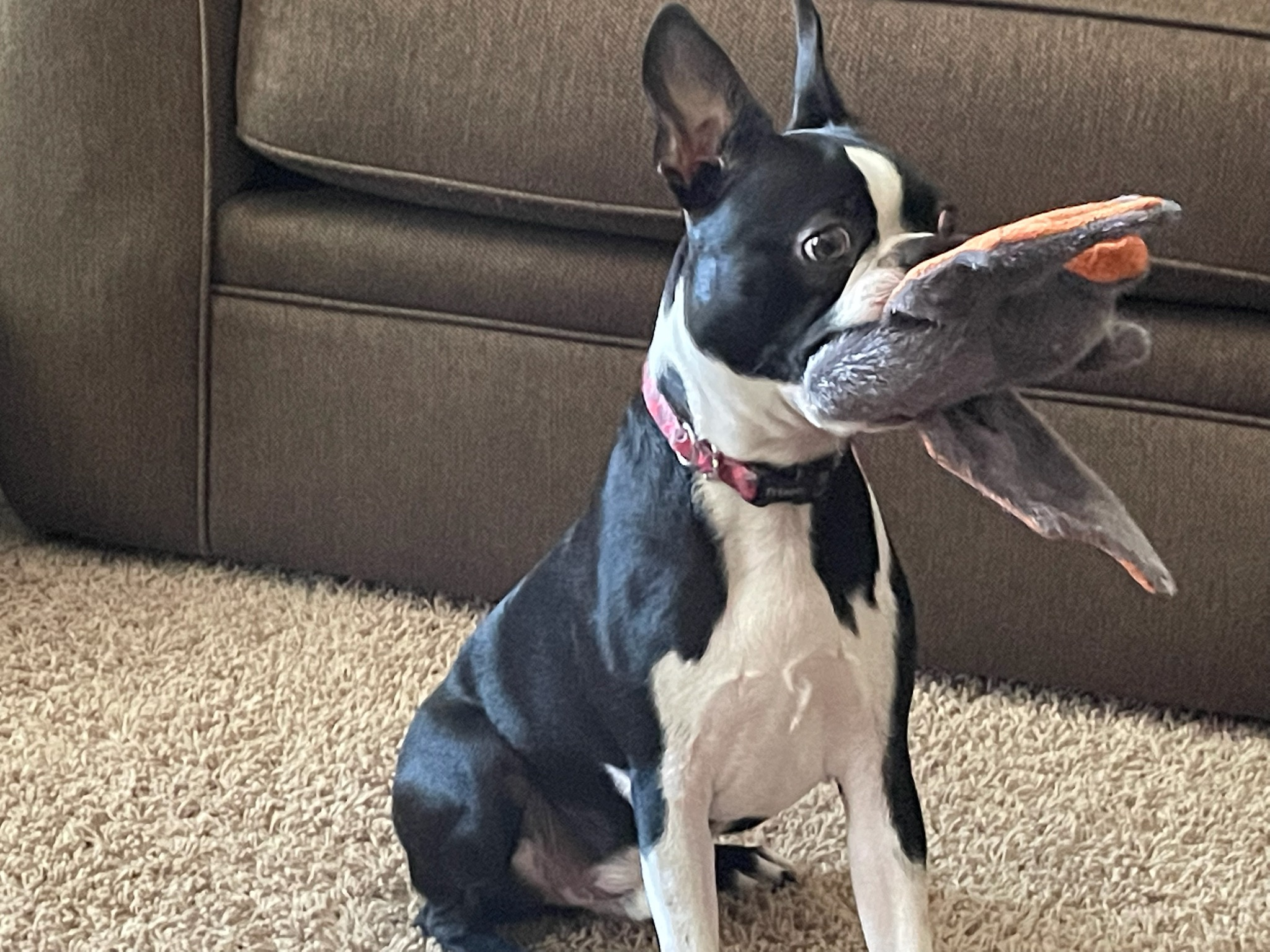 Happy Boston Terrier Purebred Puppy