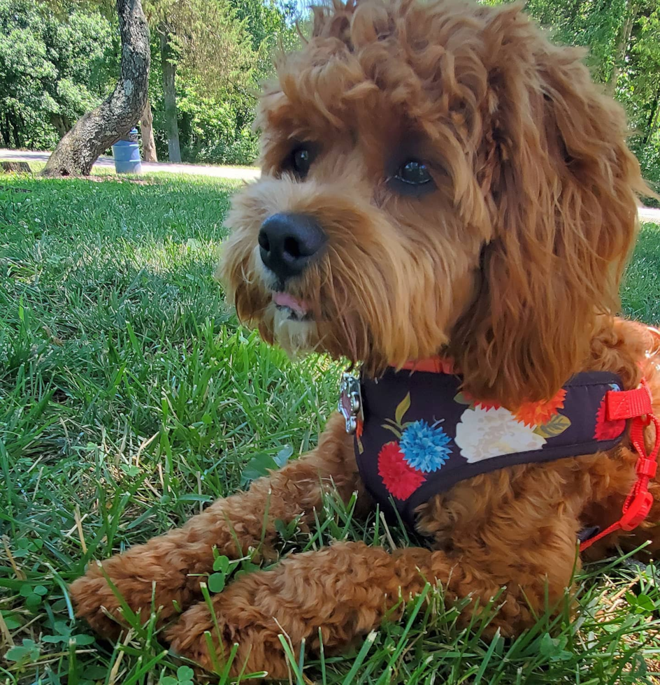 Little Cavoodle Poodle Mix Pup
