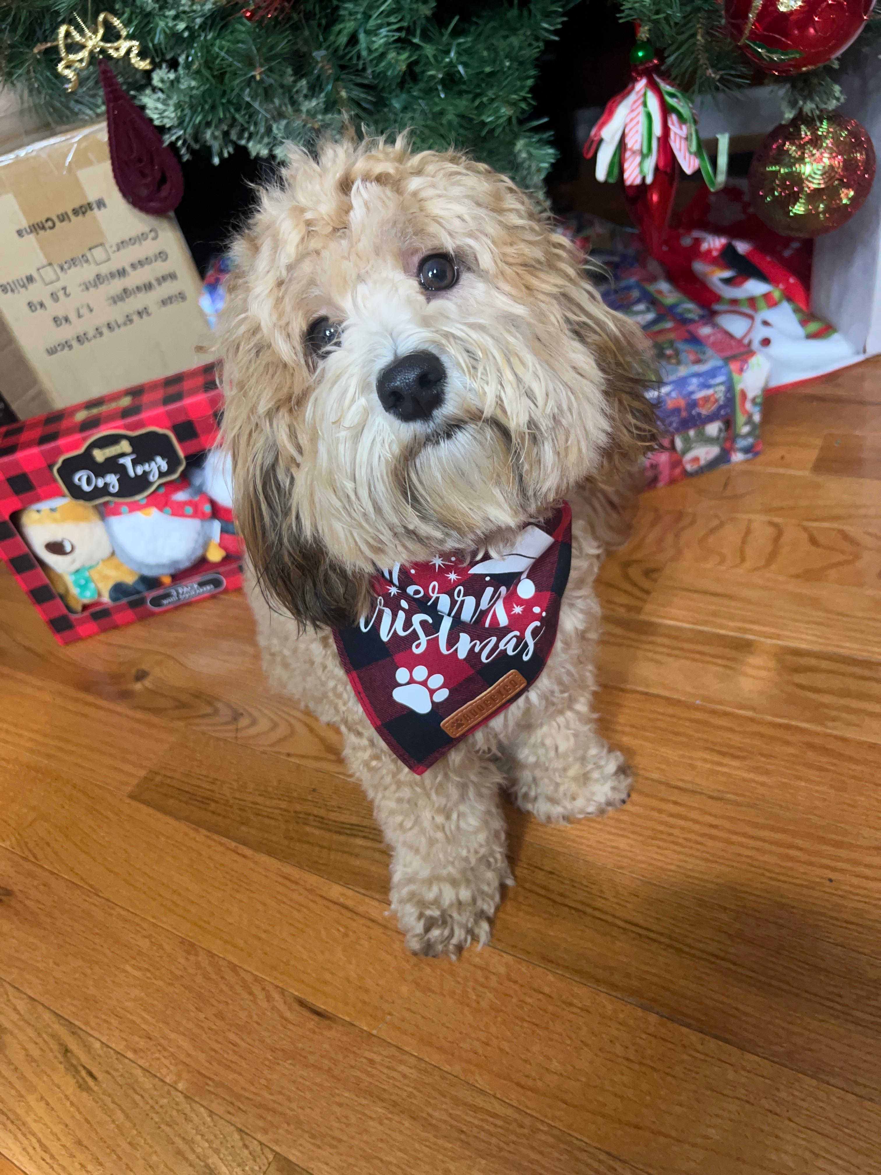 Maltipoo Pup Being Cute