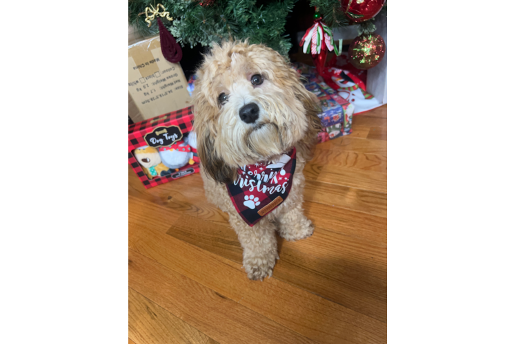 Maltipoo Pup Being Cute