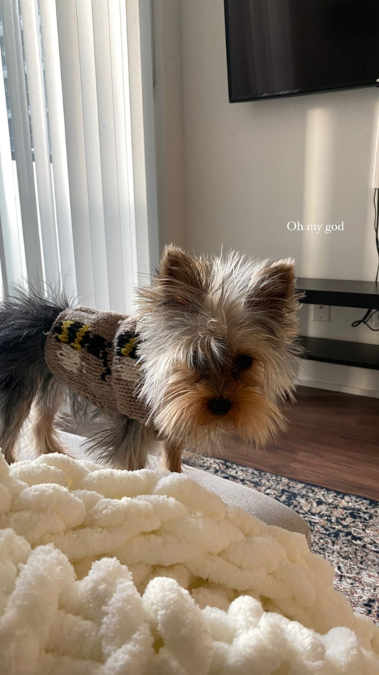 Popular Yorkshire Terrier Pup