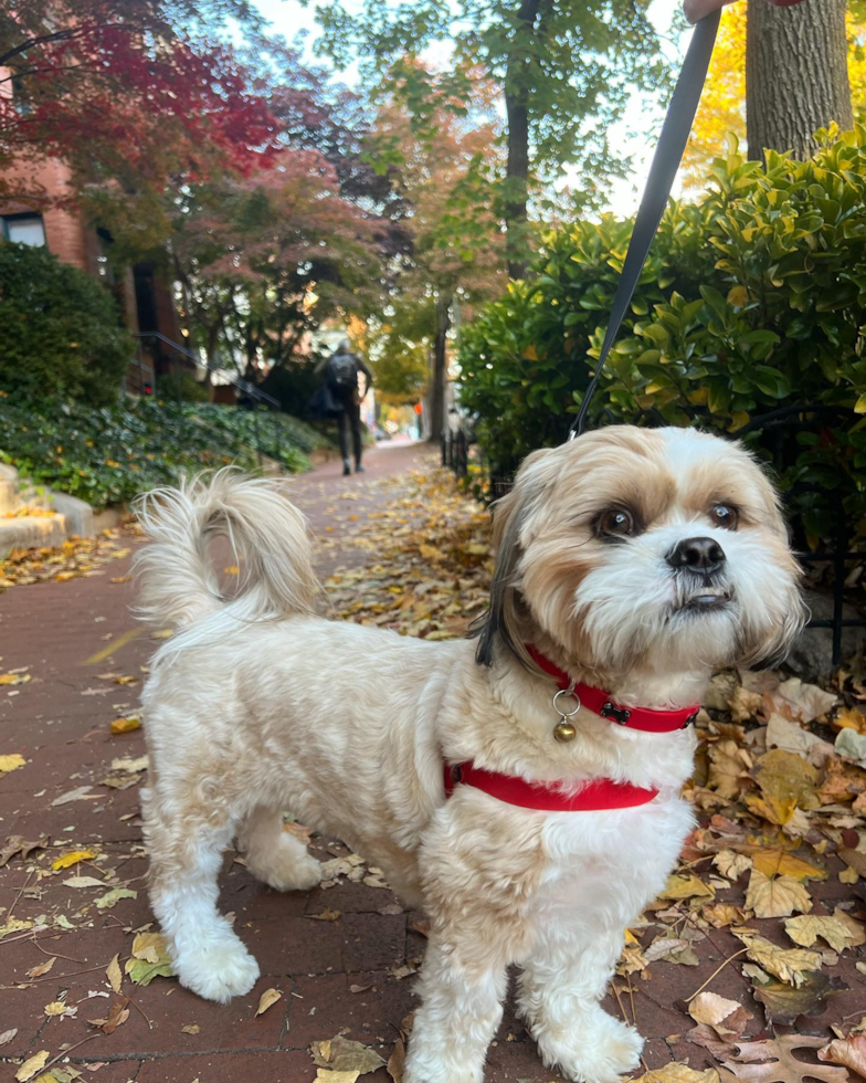 Adorable Shitzu Purebred Pup