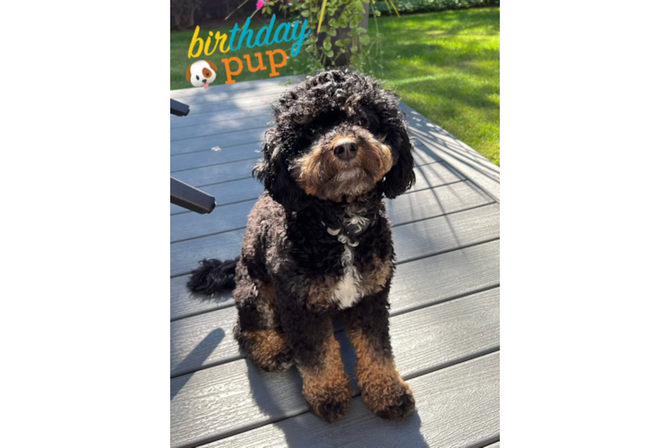 Mini Bernedoodle Pup Being Cute