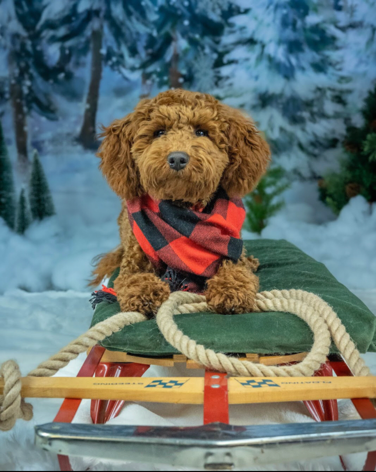 Petite Mini Goldendoodle Poodle Mix Pup