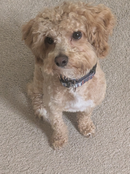 Poochon