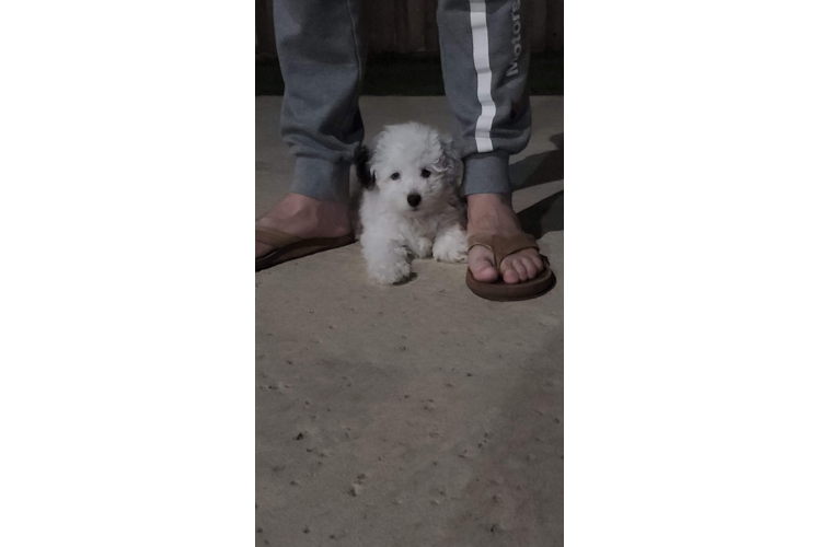 Smart Havapoo Poodle Mix Pup
