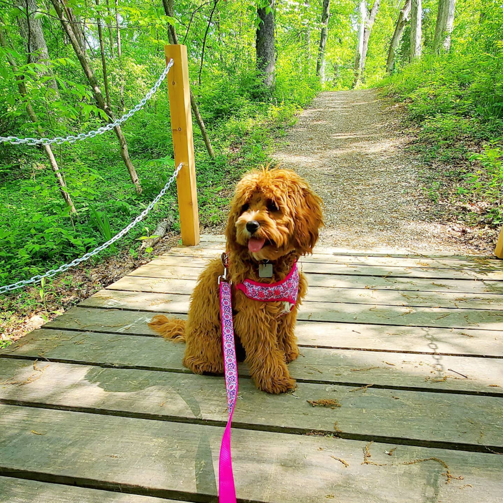 Cute Cavapoo Pup