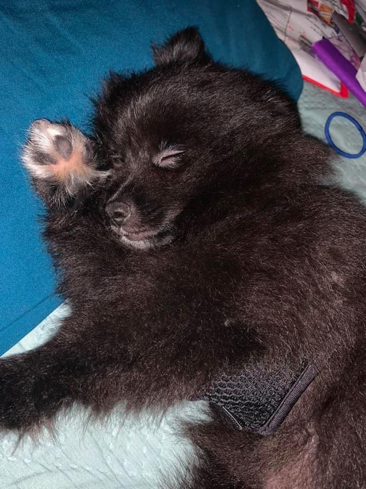 Pomeranian Being Cute