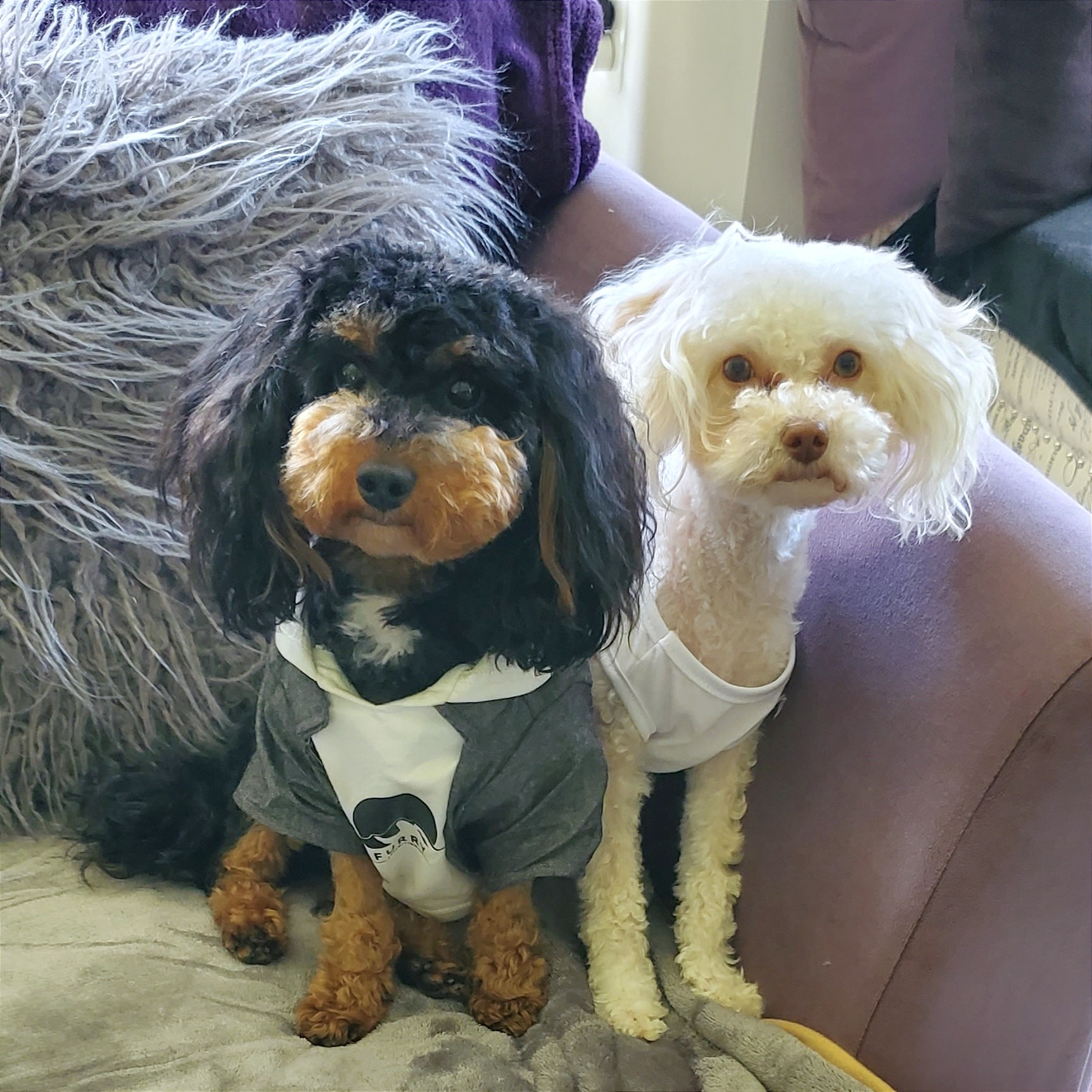 Poodle Puppy for Adoption