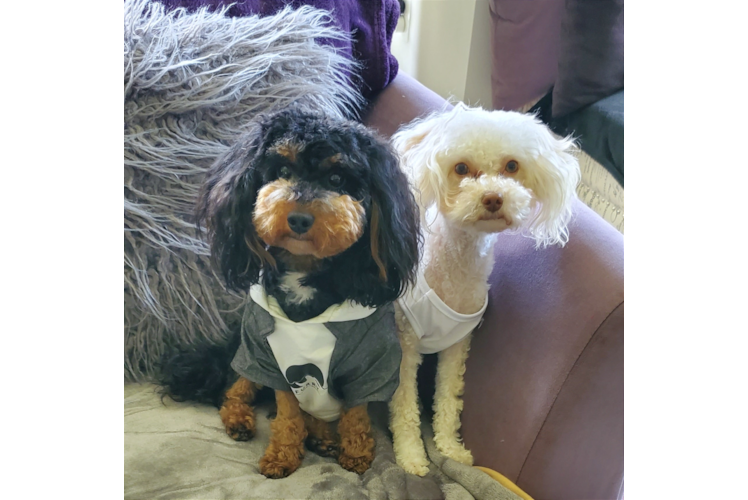 Poodle Puppy for Adoption