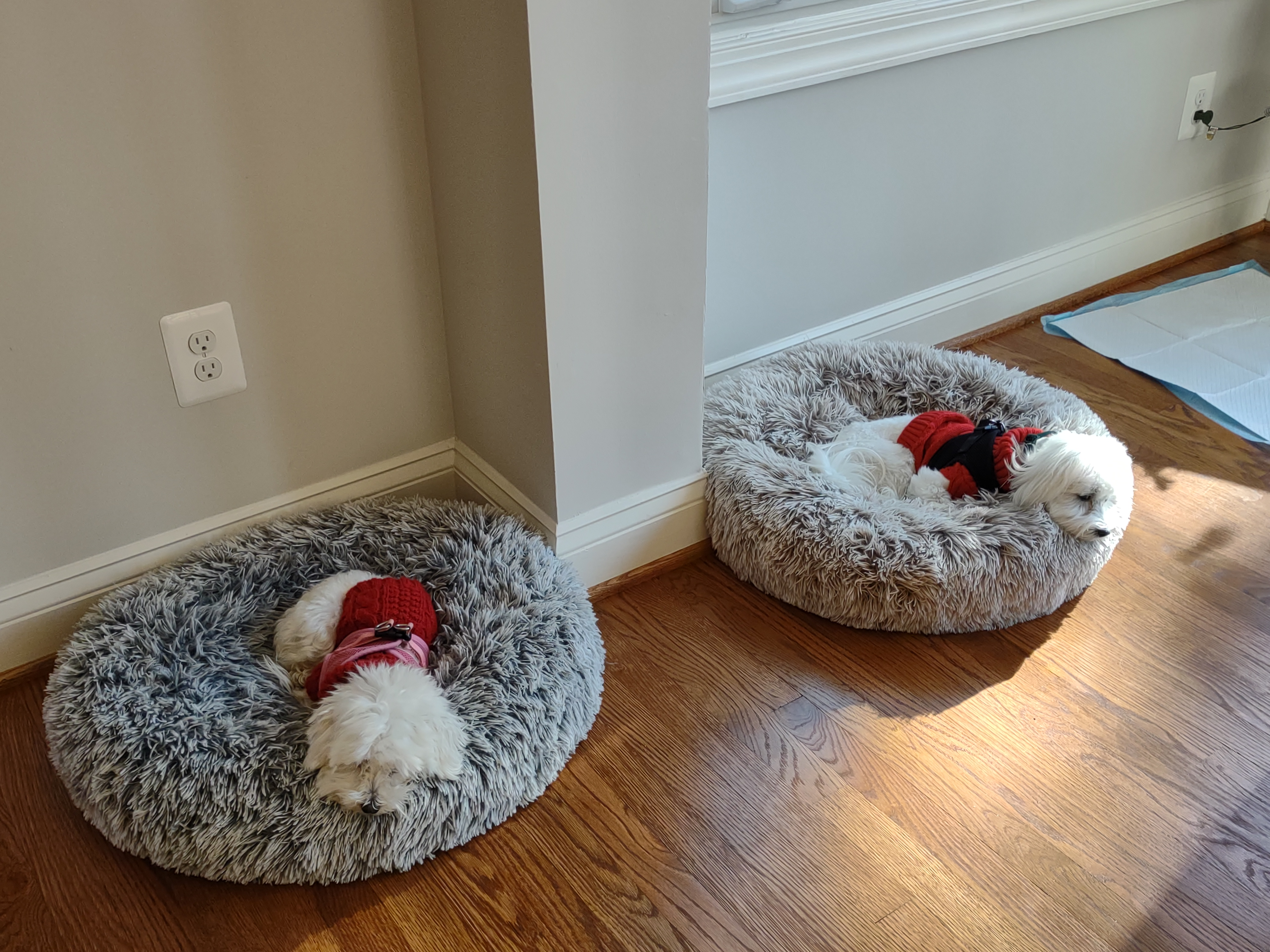Maltese Pup Being Cute
