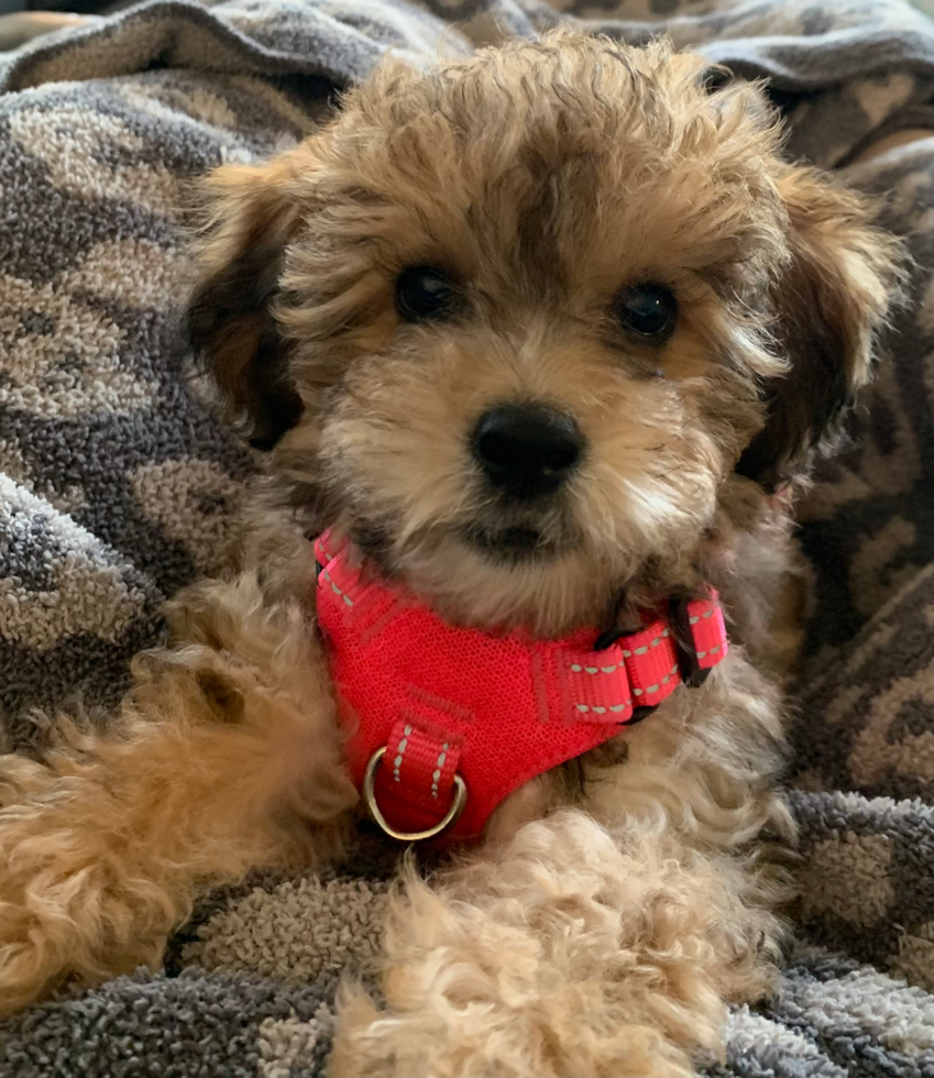 Little Havanese Poodle Mix Pup