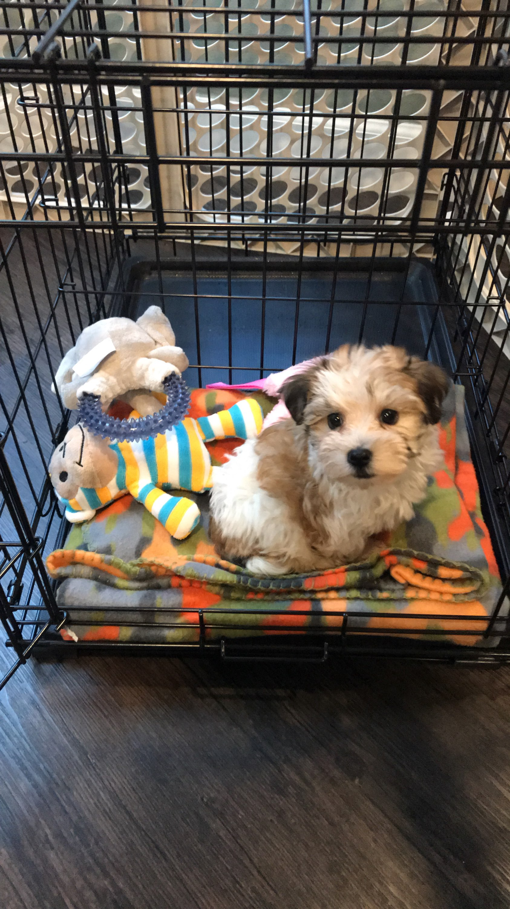 Havanese Pup Being Cute