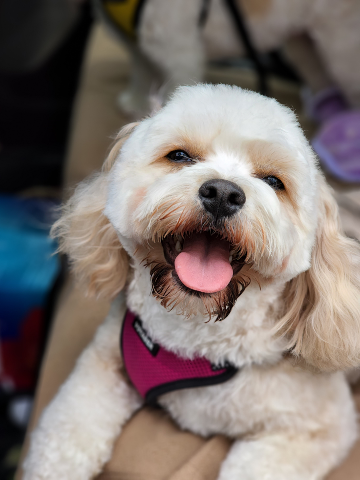 Funny Cavachon Designer Pup