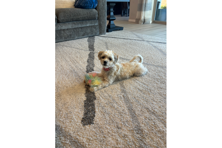 Best Teddy Bear Baby