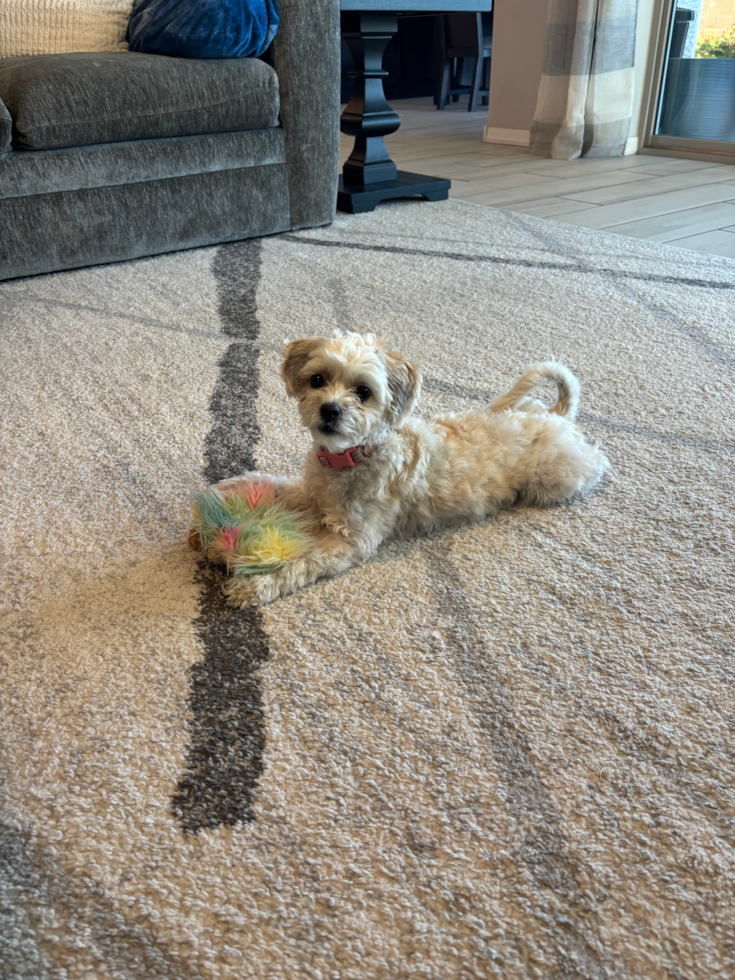 Adorable Shi Chon Designer Pup