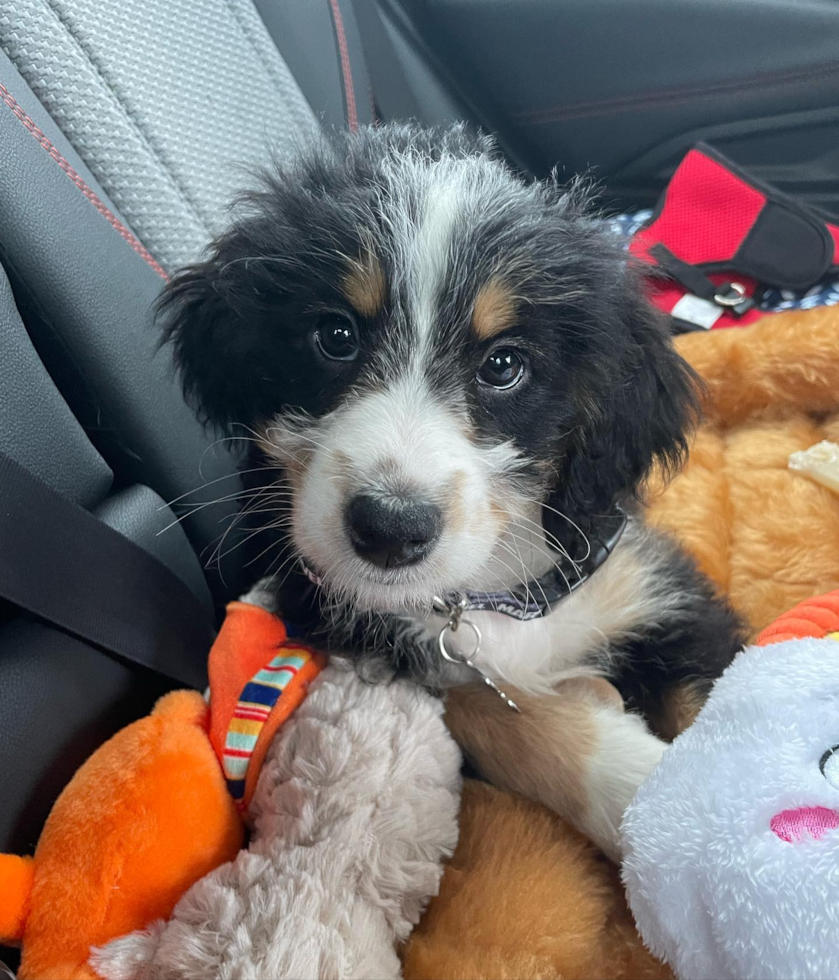 Small Mini Bernedoodle Pup in Suffolk VA