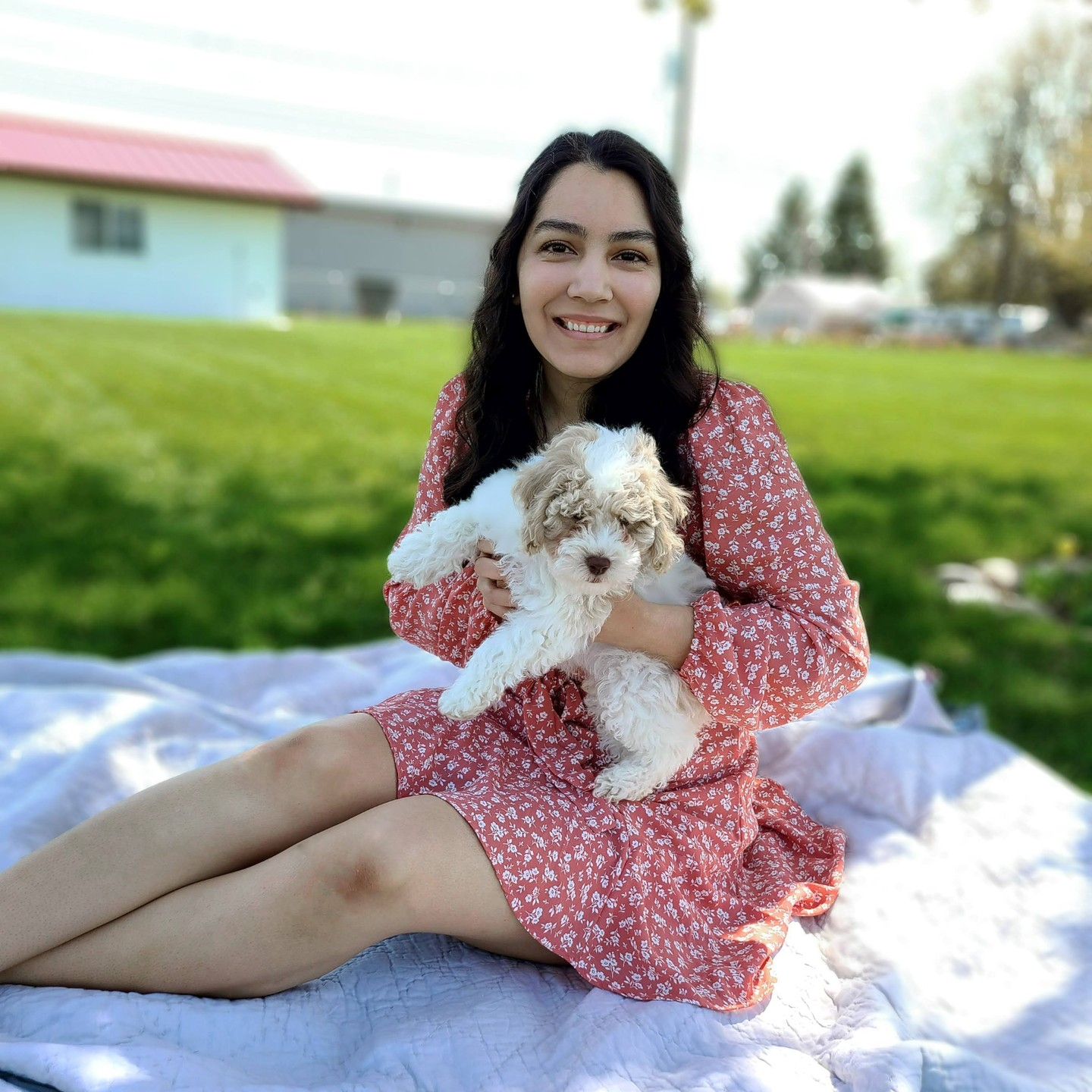 Small Cockapoo Baby
