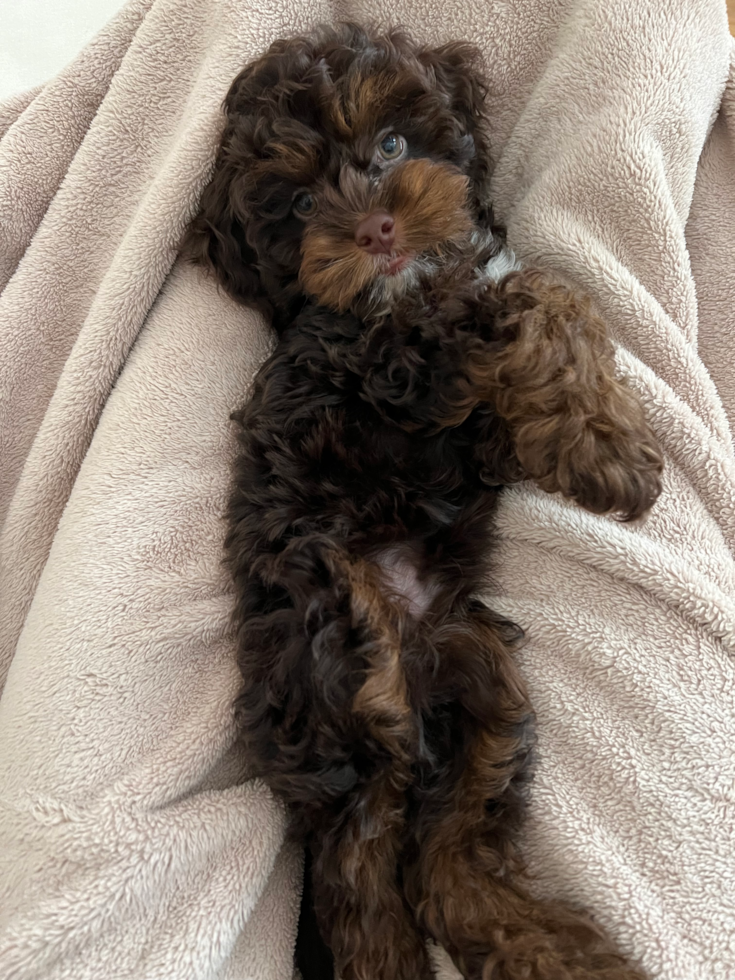 Cockapoo Being Cute