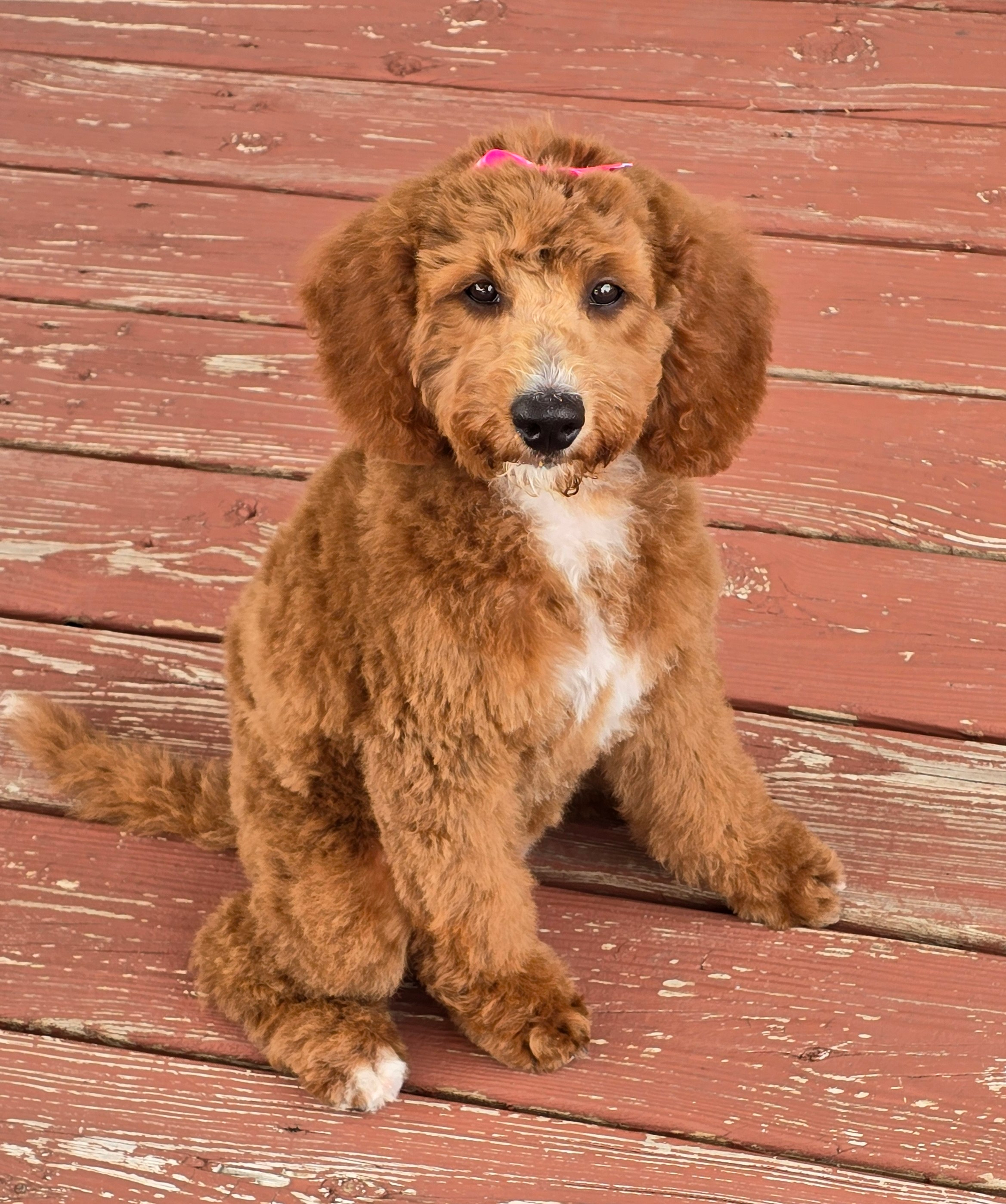 Mini Goldendoodle Pup Being Cute