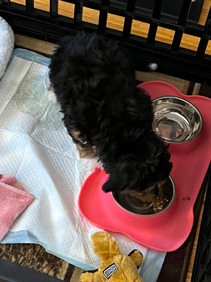 Sweet Mini Bernedoodle Pup in