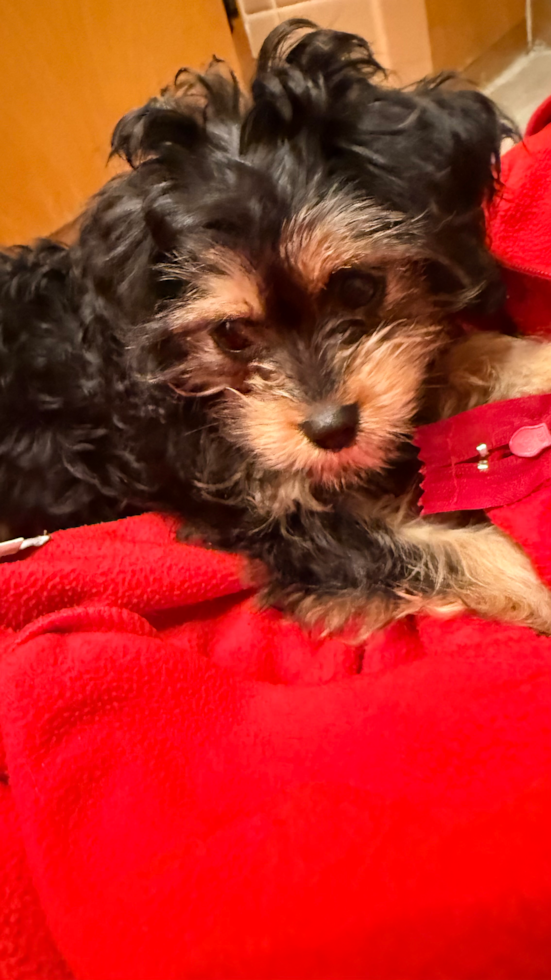 Fluffy Cavapoo Poodle Mix Pup