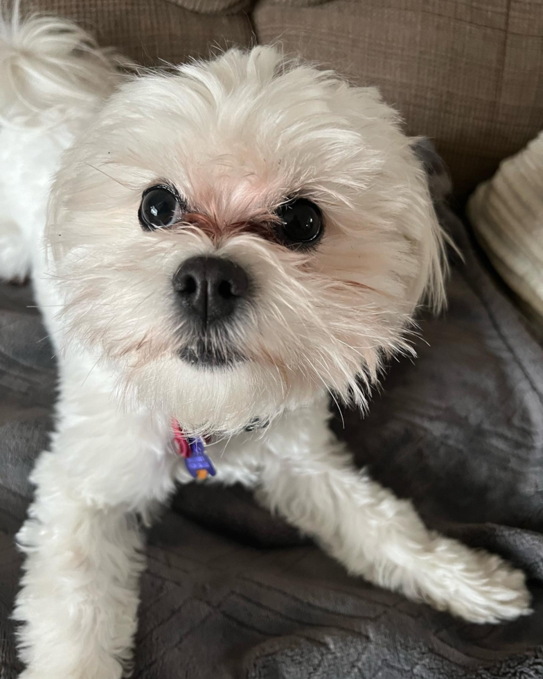 Small Teddy Bear Pup