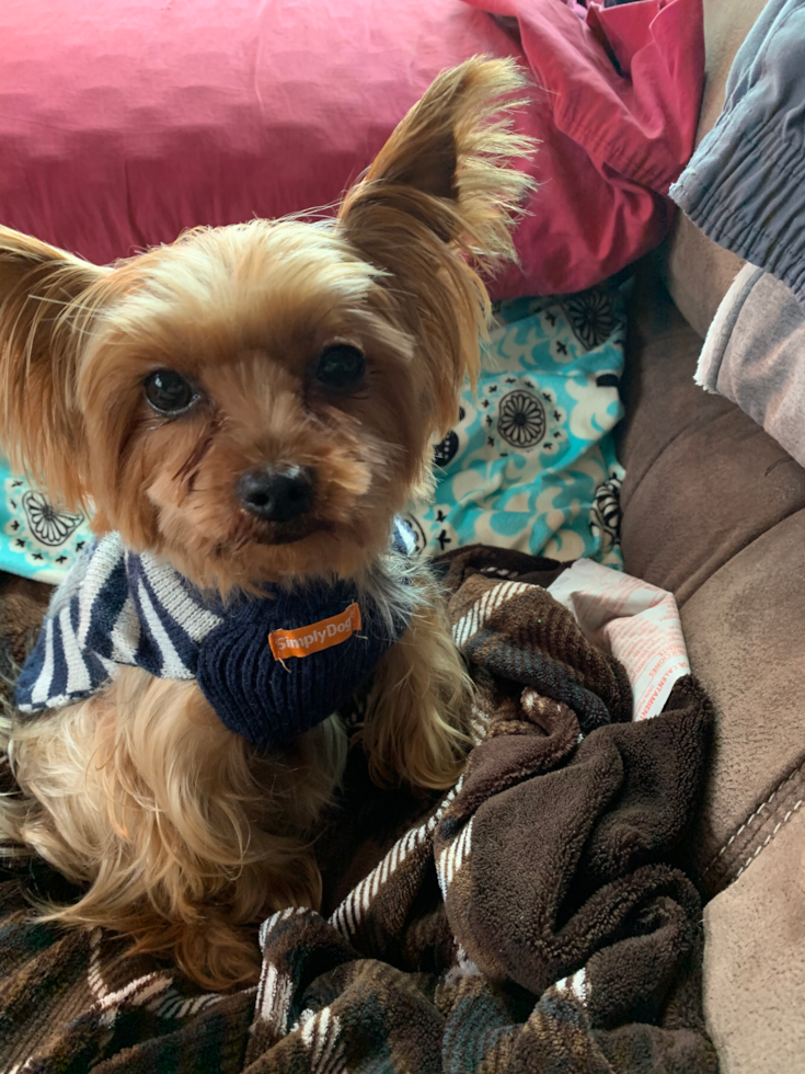 Springfield Yorkshire Terrier Pup