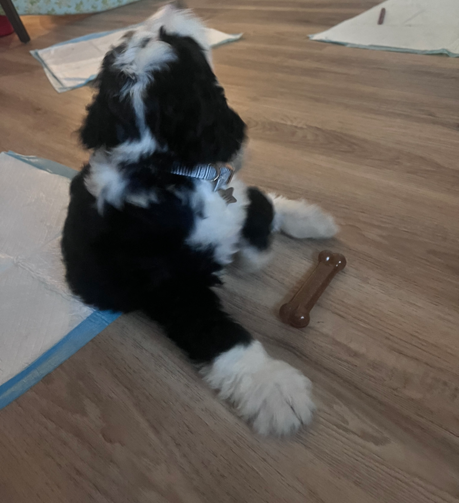 Fluffy Mini Bernedoodle Poodle Mix Pup